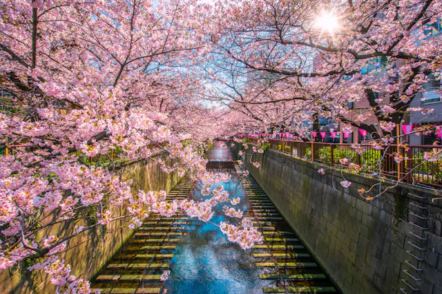 Cherry blossom trees in full bloom arch over a canal, with sunlight filtering through the pink flowers. The canal is lined with stone walls and lantern decorations, creating a vibrant and tranquil spring scene.