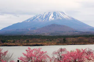 Snow-capped Mount Fuji stands in the background under a cloudy sky, with pink cherry blossom trees in full bloom by the edge of a calm lake in the foreground.