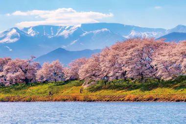 Zao Snow Wall and Sakura Tour