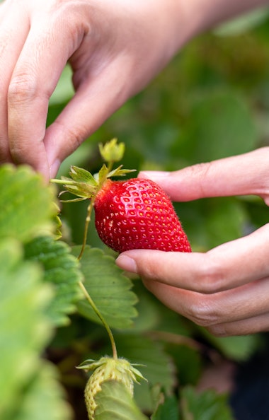 Strawberry Picking Strawberry Picking