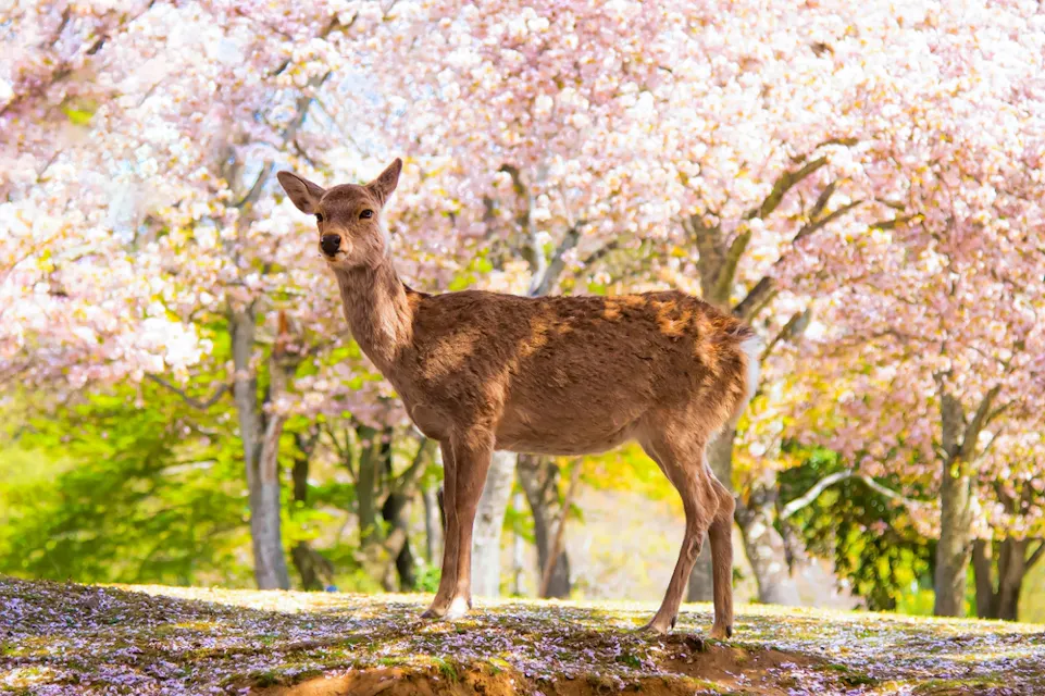 Nara Park