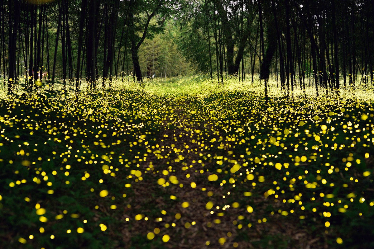 Fireflies in Japan Fireflies in Japan