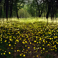 Fireflies in Japan Fireflies in Japan