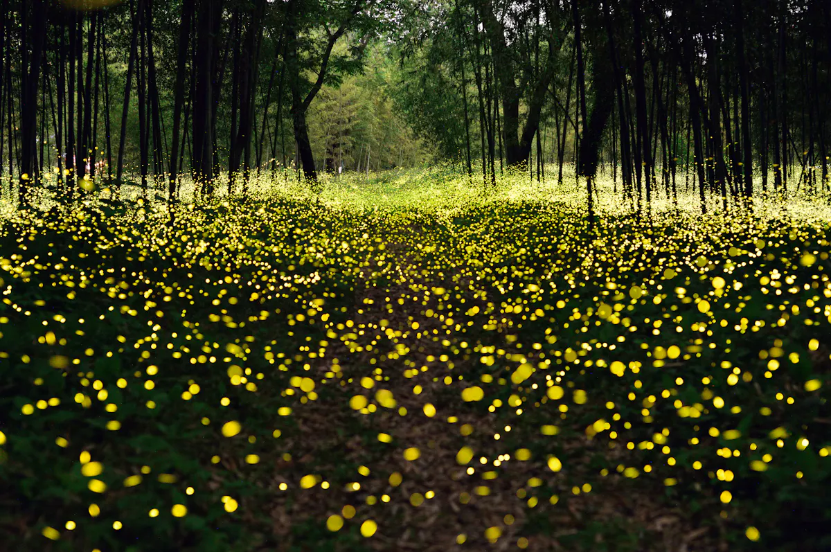 Fireflies in Japan