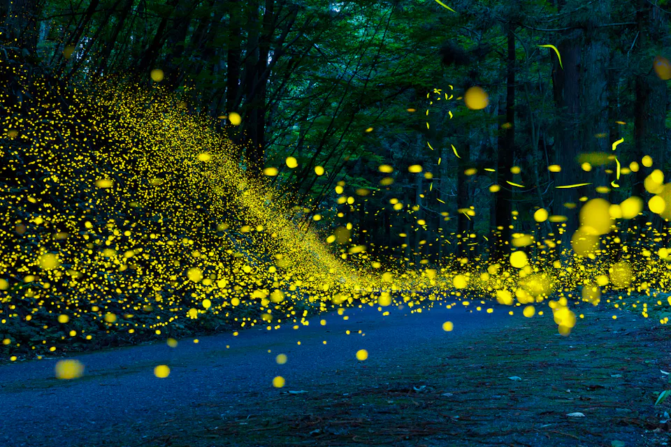 Fireflies