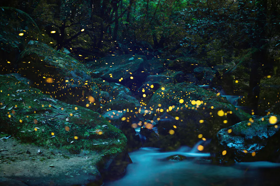 Fireflies
