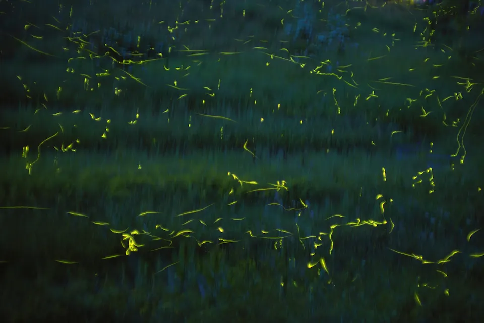 Fireflies