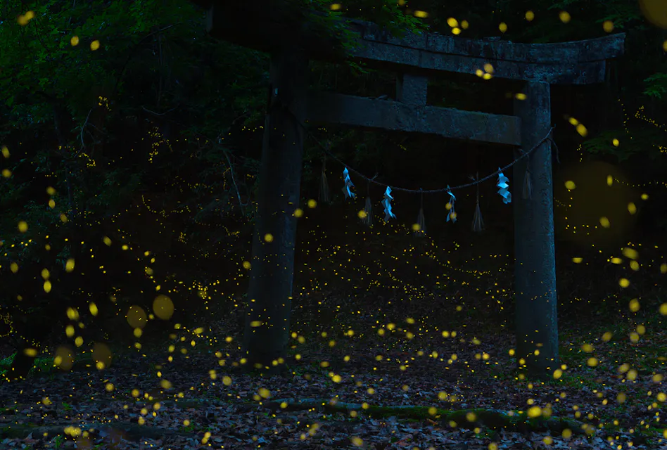 Fireflies