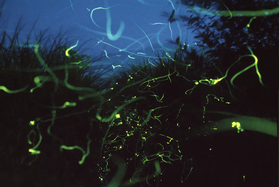 Fireflies