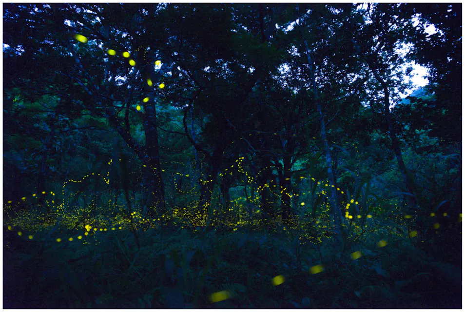 Fireflies