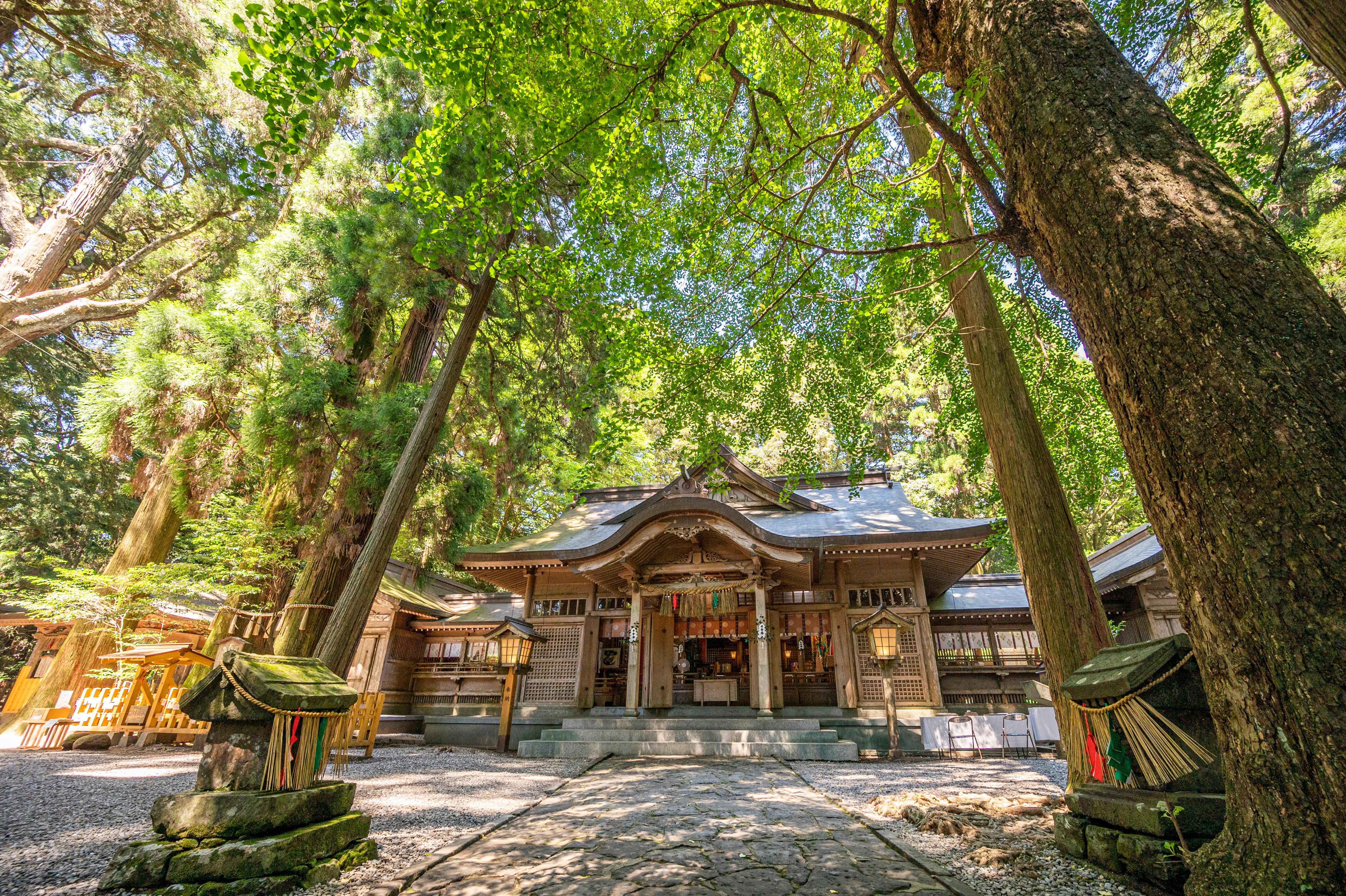 A traditional wooden Japanese shrine is surrounded by tall, lush green trees, with sunlight filtering through the leaves and creating a serene, tranquil atmosphere. Stone steps lead up to the entrance of the shrine.
