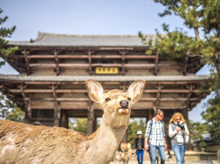 奈良の終日:鹿、寺院、神社、アクティビティ、茶道