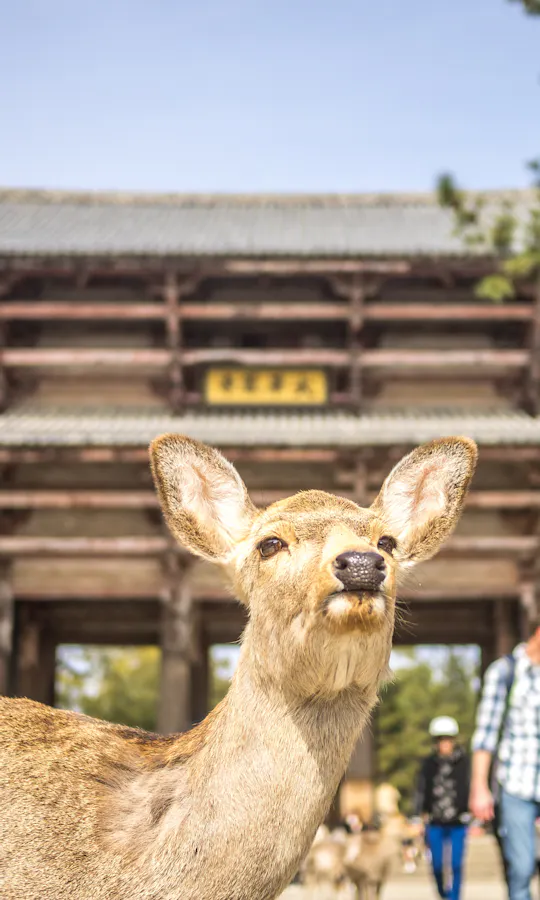 Nandaimon Gate Nandaimon Gate