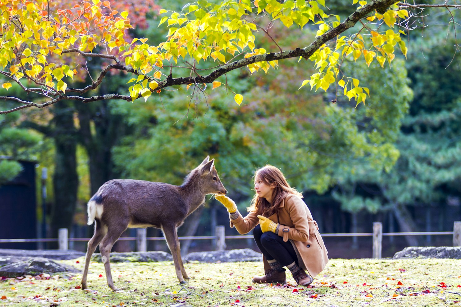 Nara Park
