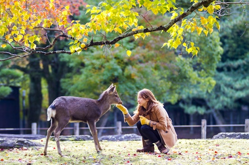 Nara Park