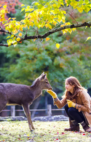 Nara Park Nara Park