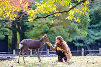 Nara Park