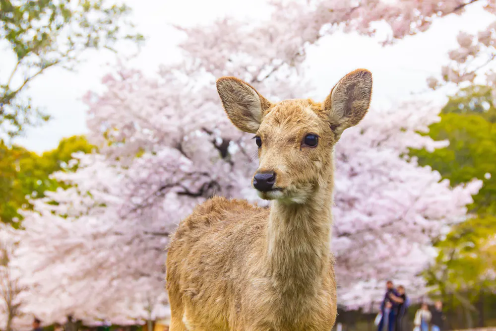Nara Park