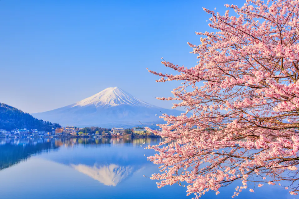 Lake Kawaguchiko, where Mt. Fuji and cherry blossoms bloom, is a typical landscape of spring in Japan Cherry blossoms in full bloom frame the foreground, with a serene lake reflecting the snow-capped Mount Fuji under a clear blue sky in the background.