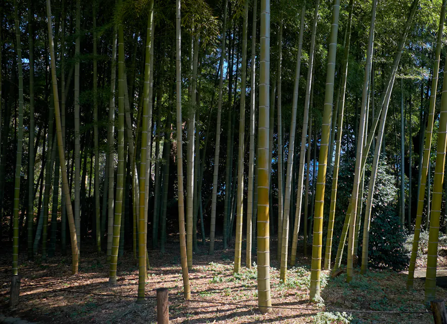 Tall bamboo stalks stand close together in a grove, their green and yellow hues highlighted by sunlight filtering through. The forest floor is covered with dry leaves, creating a serene, natural atmosphere.