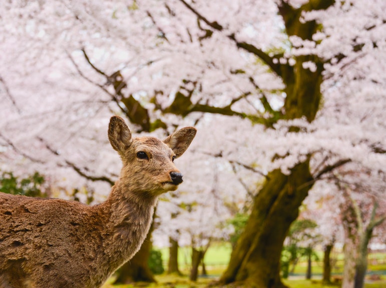 Nara E-Bike & Osaka Food & Culture Guided Day Tour