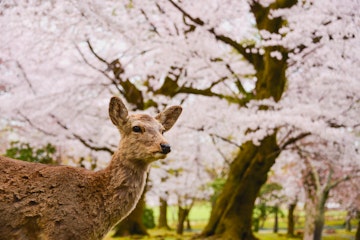 Nara Park