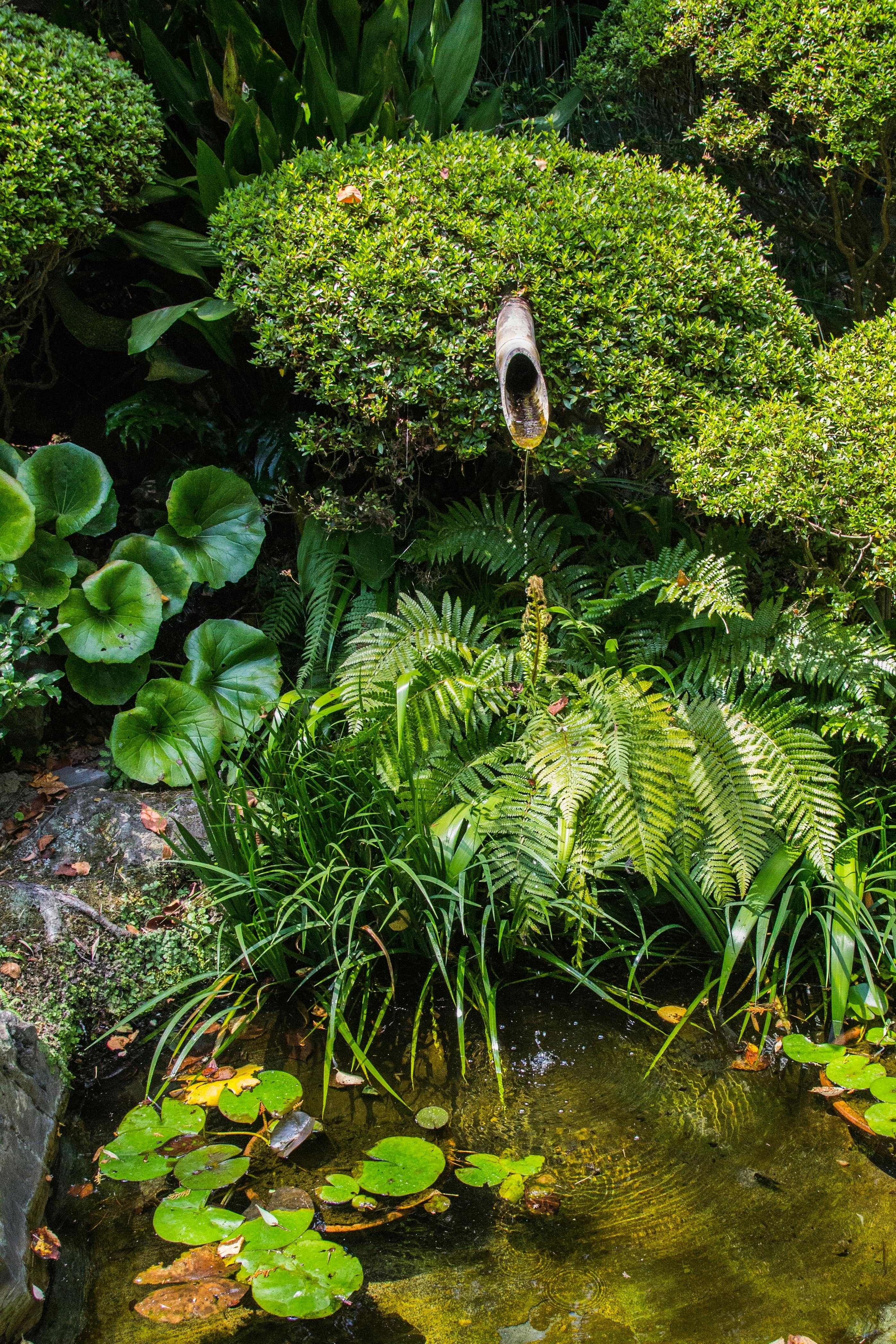 A bamboo water spout pours water into a small pond surrounded by lush green plants, ferns, and lily pads in a tranquil garden setting.