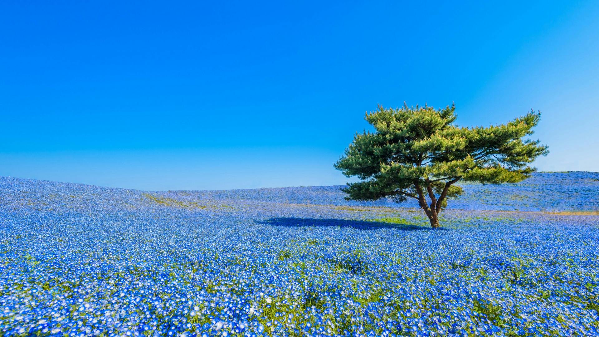 A single tree stands on a gently sloping field covered with countless small blue flowers under a clear, bright blue sky.