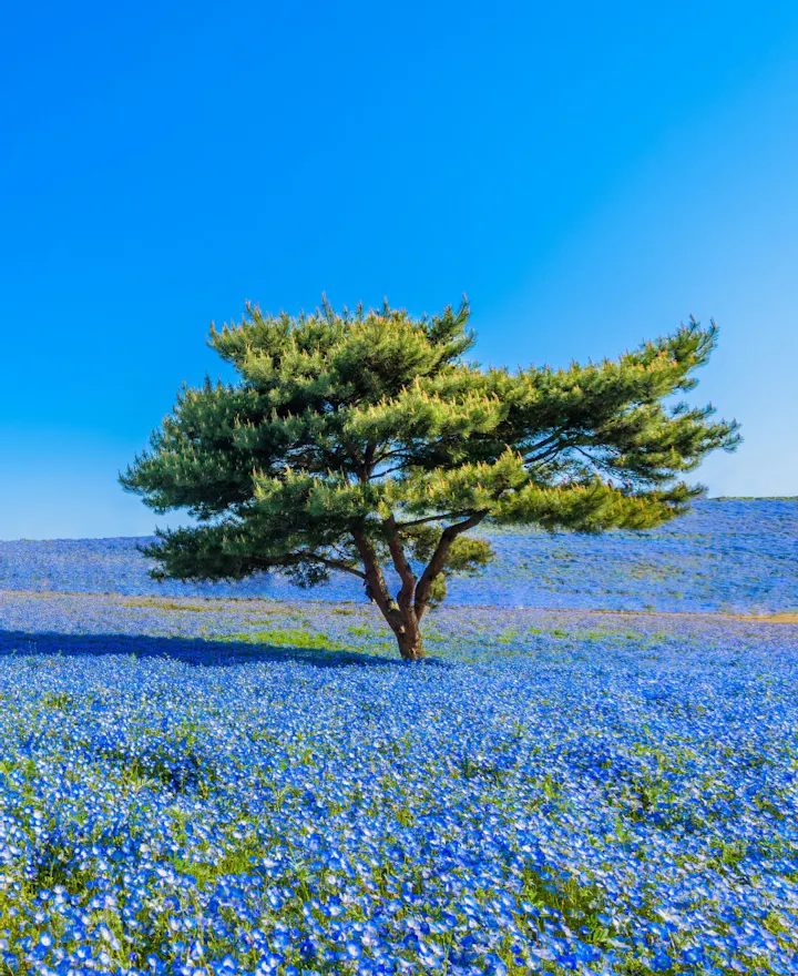 Hitachi Seaside Park Hitachi Seaside Park