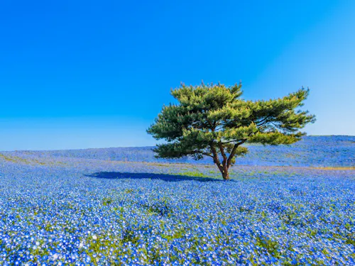 Hitachi Seaside Park A single tree stands on a gently sloping field covered with countless small blue flowers under a clear, bright blue sky.