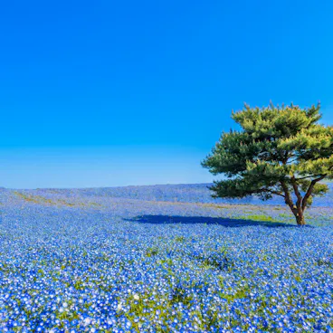 Hitachi Seaside Park Hitachi Seaside Park