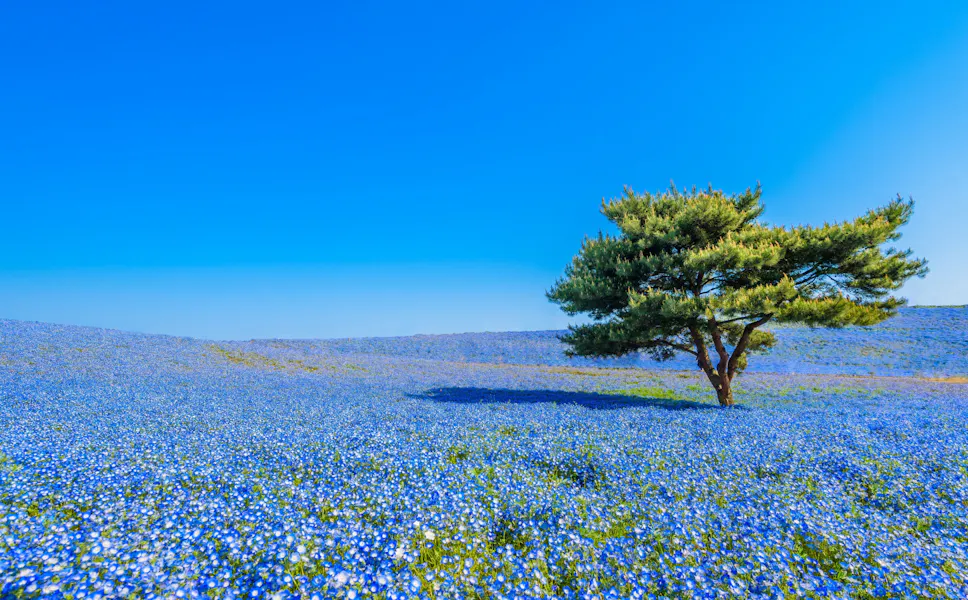 Hitachi Seaside Park Hitachi Seaside Park