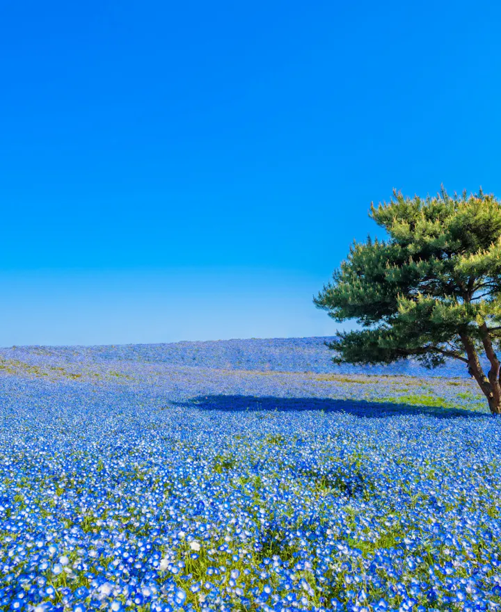 Hitachi Seaside Park Hitachinaka overview