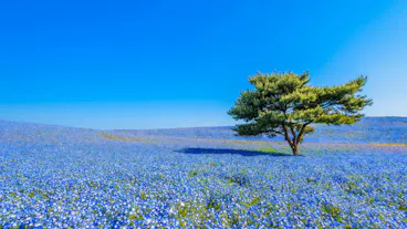Hitachi Seaside Park