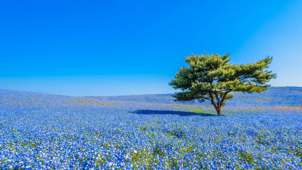 Hitachi Seaside Park