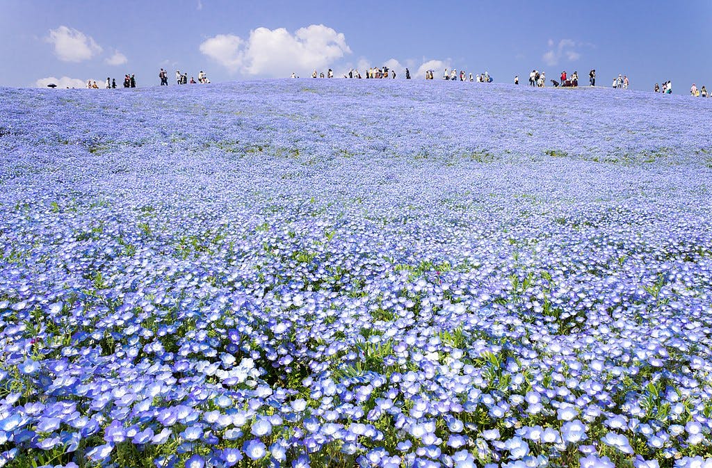 hitachi-seaside-park-hitachinaka-ibaraki-trip-to-japan