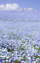 Hitachi Seaside Park Hitachinaka Ibaraki Trip To Japan hitachi-seaside-park-hitachinaka-ibaraki-trip-to-japan