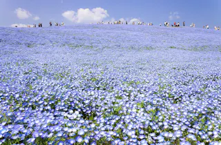 A vast field of blooming blue flowers under a bright blue sky, with groups of people walking along a distant ridge at the top of the hill.
