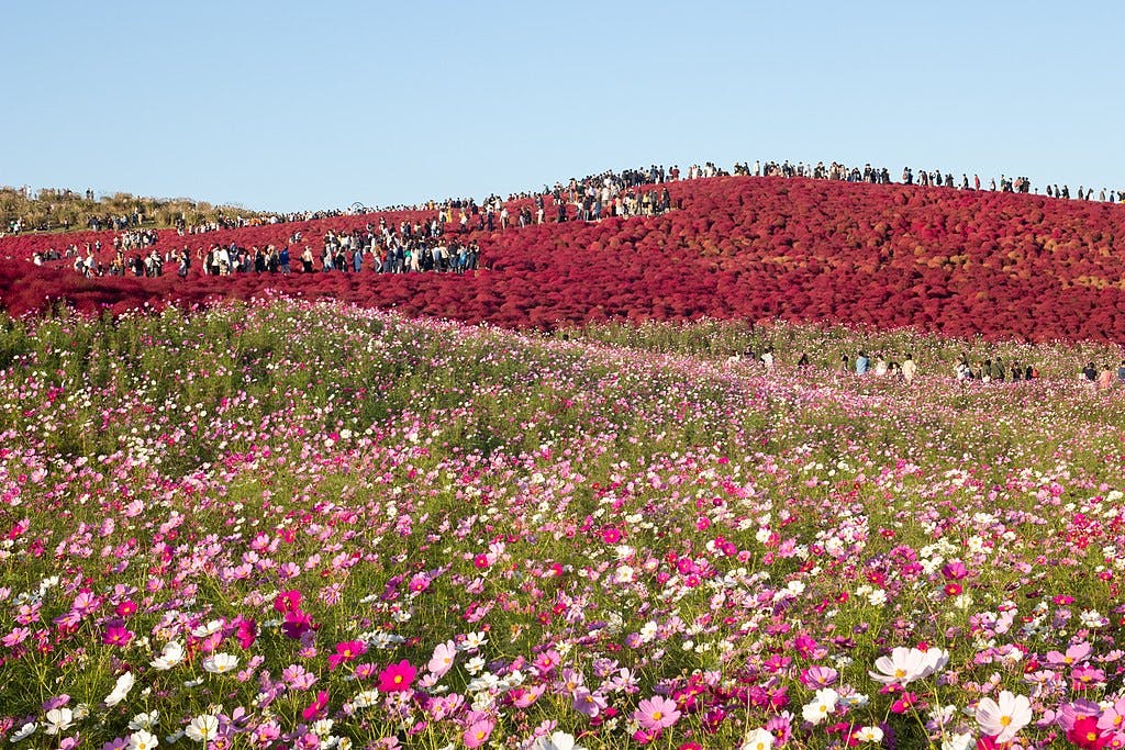 hitachi-seaside-park-hitachinaka-ibaraki-trip-to-japan