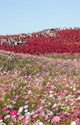 Hitachi Seaside Park Hitachinaka Ibaraki Trip To Japan hitachi-seaside-park-hitachinaka-ibaraki-trip-to-japan