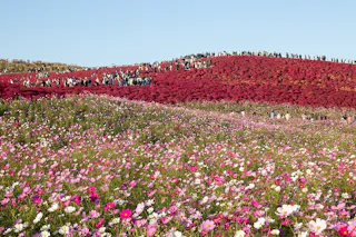A large field of pink and white flowers leads up to a hillside covered in vibrant red bushes, with many people walking along the top under a clear blue sky.