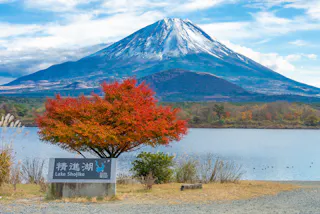 A vibrant red tree stands by Lake Shojiko, with Mount Fuji capped in snow rising majestically in the background under a partly cloudy sky. A sign labeled "Lake Shojiko" is visible in the foreground.