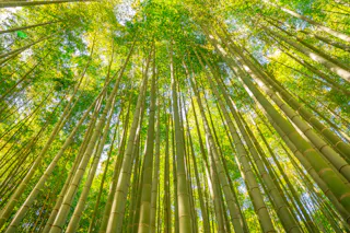 A view looking up at tall, dense bamboo stalks with vibrant green leaves, sunlight filtering through the foliage, creating a bright and serene forest atmosphere.