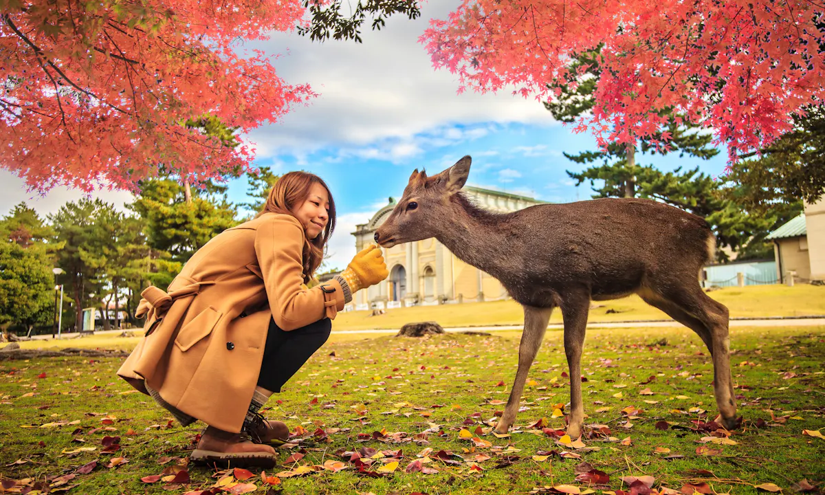 Nara Park Nara Park