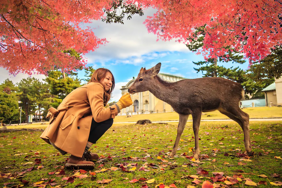 Nara Park