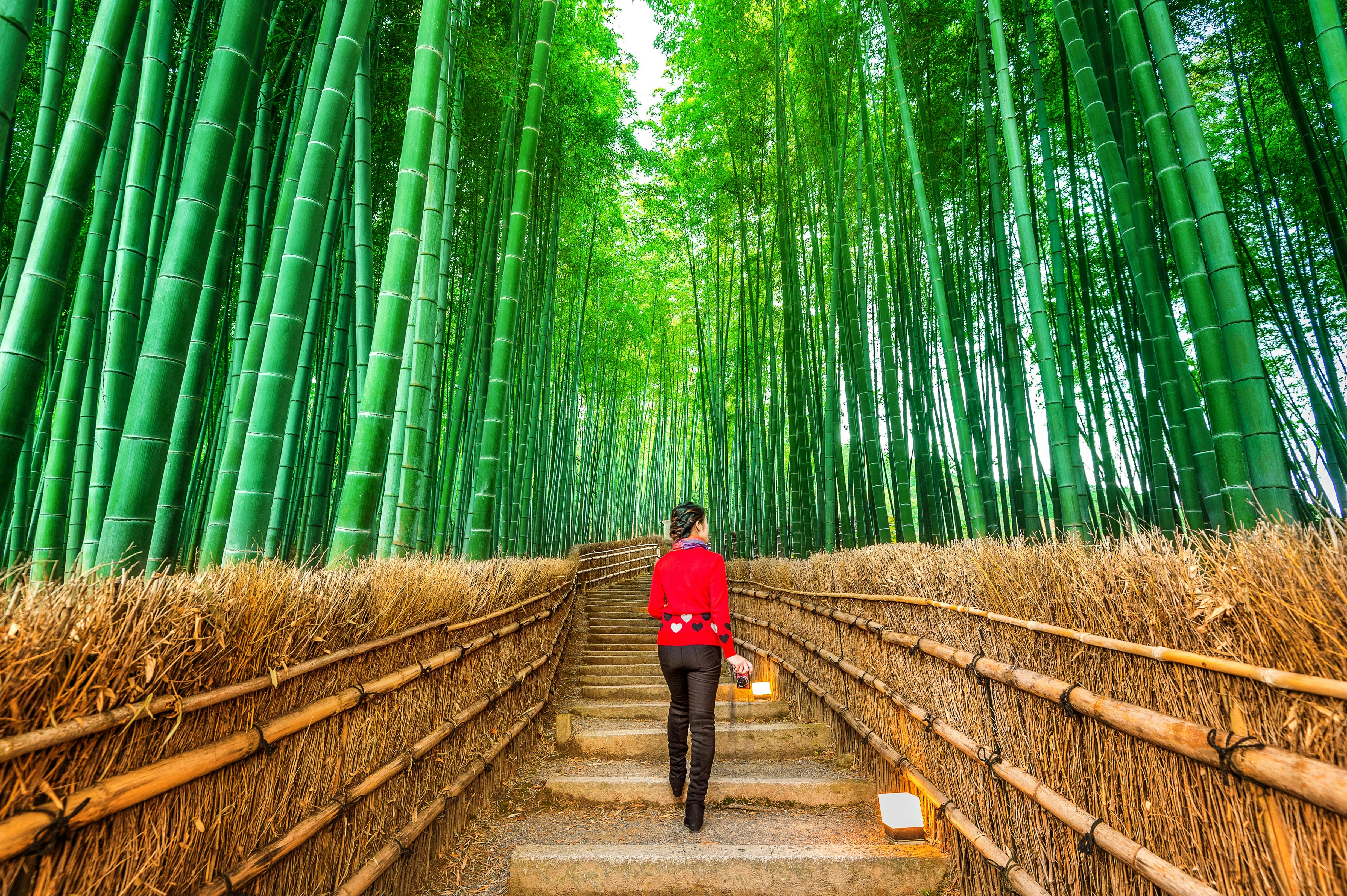 Arashiyama Bamboo Grove