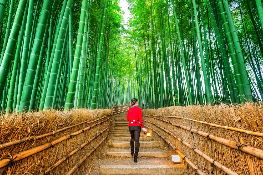 Arashiyama Bamboo Grove