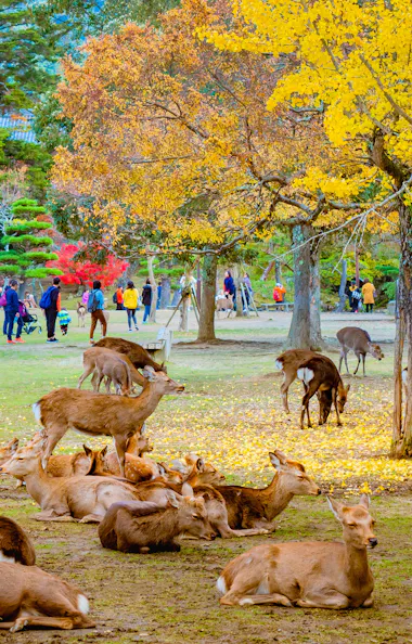 Kyoto & Nara Day Tour: Temples, Arashiyama & Deer - Trip To Japan