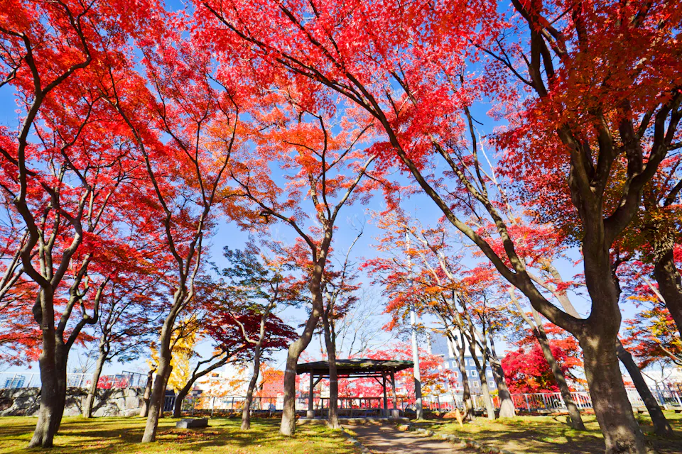Morioka Castle Ruins Park