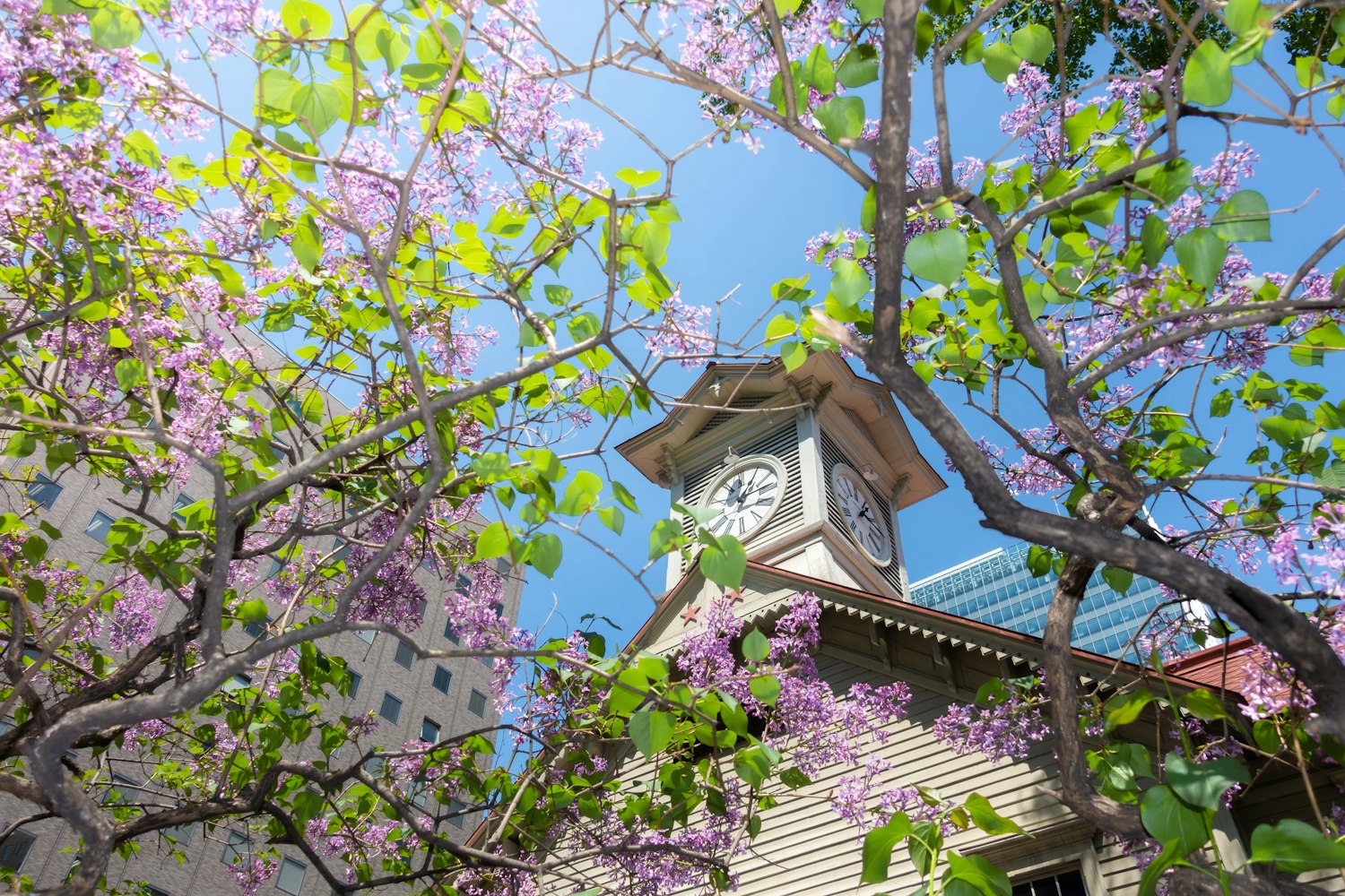 Sapporo Clock Tower